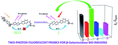 Graphical abstract: Theoretical investigation and design of two-photon fluorescent probes for visualizing β-galactosidase activity in living cells