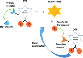 Graphical abstract: Design of controlled multi-probe coupled assay via bioinspired signal amplification approach for mercury detection