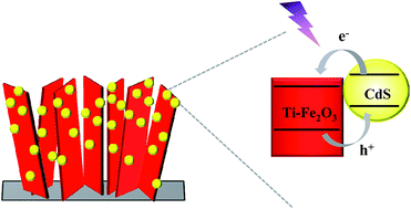 Graphical abstract: Photoelectrochemical properties of Ti-doped hematite nanosheet arrays decorated with CdS nanoparticles