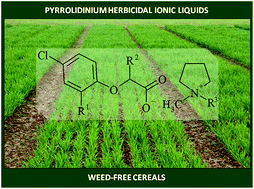Graphical abstract: Pyrrolidinium herbicidal ionic liquids