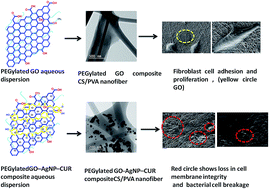 Graphical abstract: PEGylated graphene oxide-based nanocomposite-grafted chitosan/polyvinyl alcohol nanofiber as an advanced antibacterial wound dressing