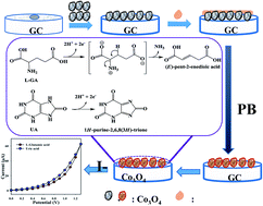 Graphical abstract: Non-enzymatic simultaneous detection of l-glutamic acid and uric acid using mesoporous Co3O4 nanosheets