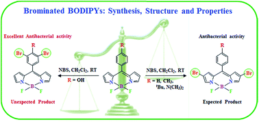 Graphical abstract: Synthesis, structure, photophysical, electrochemical properties and antibacterial activity of brominated BODIPYs