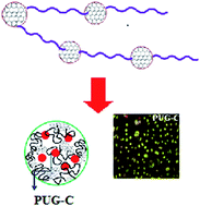 Graphical abstract: Graphene as a chain extender of polyurethanes for biomedical applications