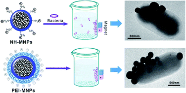 Graphical abstract: Preparation of amino-functionalized magnetic nanoparticles for enhancement of bacterial capture efficiency