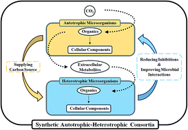 Graphical abstract: Characterization of a designed synthetic autotrophic–heterotrophic consortia for fixing CO2 without light