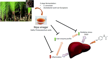Graphical abstract: Polyphenolic profiles and the in vivo antioxidant effect of nipa vinegar on paracetamol induced liver damage