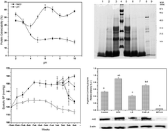 Graphical abstract: Effect of arginine : lysine ratio in free amino acid and protein form on l-NAME induced hypertension in hypercholesterolemic Wistar rats