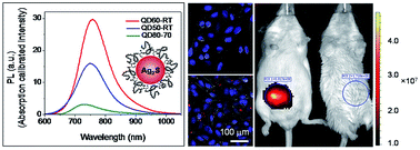 Graphical abstract: Impact of reaction variables and PEI/l-cysteine ratio on the optical properties and cytocompatibility of cationic Ag2S quantum dots as NIR bio-imaging probes