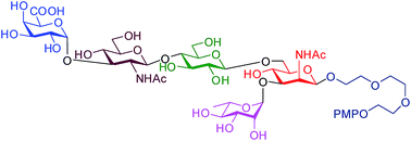 Graphical abstract: Convergent chemical synthesis of the pentasaccharide repeating unit of the O-antigen from E. coli O158