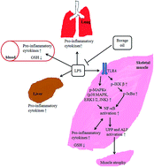 Graphical abstract: Borage oil supplementation decreases lipopolysaccharide-induced inflammation and skeletal muscle wasting in mice
