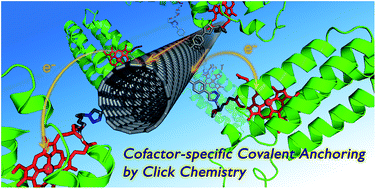 Graphical abstract: Cofactor-specific covalent anchoring of cytochrome b562 on a single-walled carbon nanotube by click chemistry