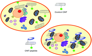 Graphical abstract: Evaluation of the efficacy of carbon nanotubes for delivering peptides into mitochondria