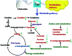 Graphical abstract: Effects of glutamine against oxidative stress in the metabolome of rats—new insight
