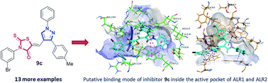 Graphical abstract: Identification of novel pyrazole–rhodanine hybrid scaffolds as potent inhibitors of aldose reductase: design, synthesis, biological evaluation and molecular docking analysis
