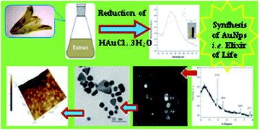 Graphical abstract: Green synthesis of gold nanoparticles (Elixir of Life) from banana fruit waste extract – an efficient multifunctional agent