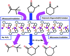 Graphical abstract: A sulfonated Schiff base dimethyltin(iv) coordination polymer: synthesis, characterization and application as a catalyst for ultrasound- or microwave-assisted Baeyer–Villiger oxidation under solvent-free conditions