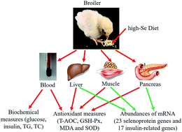 Graphical abstract: Supranutritional dietary selenium induced hyperinsulinemia and dyslipidemia via affected expression of selenoprotein genes and insulin signal-related genes in broiler