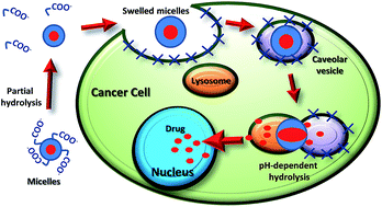 Graphical abstract: Polyaminoacid–doxorubicin prodrug micelles as highly selective therapeutics for targeted cancer therapy
