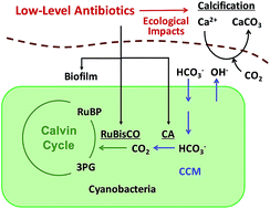 Graphical abstract: Ecological insights into low-level antibiotics interfered biofilms of Synechococcus elongatus