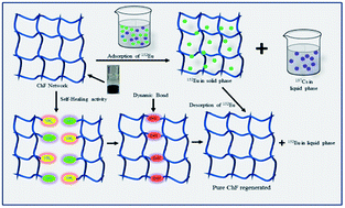 Graphical abstract: A dynamic chitosan-based self-healing hydrogel with tunable morphology and its application as an isolating agent