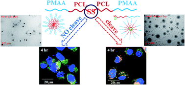 Graphical abstract: The synthesis and comparison of poly(methacrylic acid)–poly(ε-caprolactone) block copolymers with and without symmetrical disulfide linkages in the center for enhanced cellular uptake