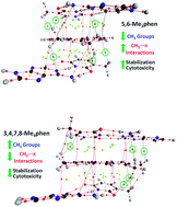 Graphical abstract: A theoretical study of methylation and CH/π interactions in DNA intercalation: methylated 1,10-phenanthroline in adenine–thymine base pairs
