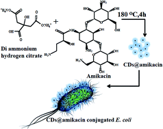 Graphical abstract: One-step synthesis of amikacin modified fluorescent carbon dots for the detection of Gram-negative bacteria like Escherichia coli