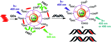 Graphical abstract: The donor–acceptor complexes of quantum dots and ionic perylene diimides for ratiometric detection of double-stranded DNA