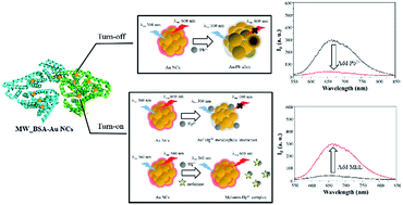 Graphical abstract: Microwave-assisted synthesis of BSA-stabilised gold nanoclusters for the sensitive and selective detection of lead(ii) and melamine in aqueous solution