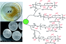 Graphical abstract: Enhanced adsorption of Cu(ii) ions on chitosan microspheres functionalized with polyethylenimine-conjugated poly(glycidyl methacrylate) brushes