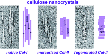 Graphical abstract: Comprehensive morphological and structural investigation of cellulose I and II nanocrystals prepared by sulphuric acid hydrolysis