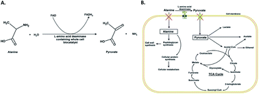 Graphical abstract: Transporter engineering and enzyme evolution for pyruvate production from d/l-alanine with a whole-cell biocatalyst expressing l-amino acid deaminase from Proteus mirabilis