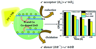 Graphical abstract: Visible light driven efficient N and Cu co-doped ZnO for photoinactivation of Escherichia coli