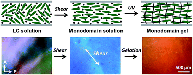 Graphical abstract: Monodomain hydrogels prepared by shear-induced orientation and subsequent gelation