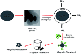Graphical abstract: Immobilization of soybean peroxidase on silica-coated magnetic particles: a magnetically recoverable biocatalyst for pollutant removal
