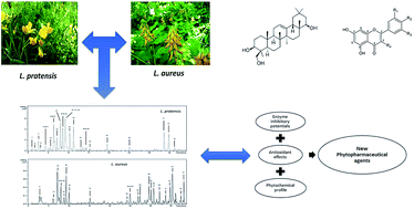 Graphical abstract: Lathyrus aureus and Lathyrus pratensis: characterization of phytochemical profiles by liquid chromatography-mass spectrometry, and evaluation of their enzyme inhibitory and antioxidant activities