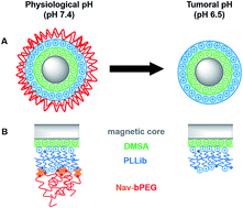Graphical abstract: An affinity triggered MRI nanoprobe for pH-dependent cell labeling