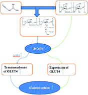 Graphical abstract: Microwave-assisted synthesis of chitooligosaccharide guanidine and its effect on GLUT4-dependent glucose uptake through an Akt-activated protein kinase signaling pathway in L6 skeletal muscle cells