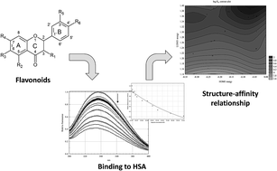 Graphical abstract: Structural and electronic determinants of flavonoid binding to human serum albumin: an extensive ligand-based study