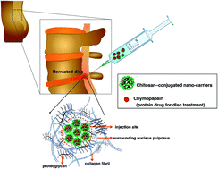 Graphical abstract: Chitosan functionalized thermosponge nano-carriers for prolonged retention and local delivery of chymopapain at the nucleus pulposus in porcine discs ex vivo