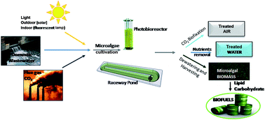 Graphical abstract: Sustainable valorization of flue gas CO2 and wastewater for the production of microalgal biomass as a biofuel feedstock in closed and open reactor systems