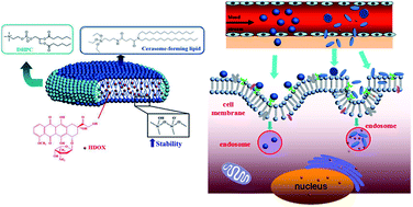 Graphical abstract: Hybrid bicelles as a pH-sensitive nanocarrier for hydrophobic drug delivery