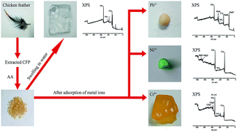 Graphical abstract: Adsorption behavior and mechanism of heavy metal ions by chicken feather protein-based semi-interpenetrating polymer networks super absorbent resin