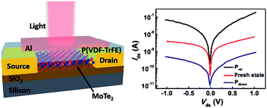 Graphical abstract: Ferroelectric polymer tuned two dimensional layered MoTe2 photodetector
