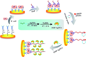 Graphical abstract: A functional oligonucleotide probe from an encapsulated silver nanocluster assembled by rolling circle amplification and its application in label-free sensors