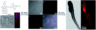 Graphical abstract: AIE-active conjugated polymer nanoparticles with red-emission for in vitro and in vivo imaging