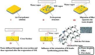 Graphical abstract: Synergistic effects of filler-migration and moisture on the surface structure of polyamide 6 composites under an electric field