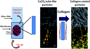 Graphical abstract: Bio-inspired synthesis of hybrid tube-like structures based on CaCO3 and type I-collagen