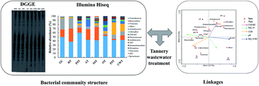 Graphical abstract: Evolution of bacterial consortia in an integrated tannery wastewater treatment process